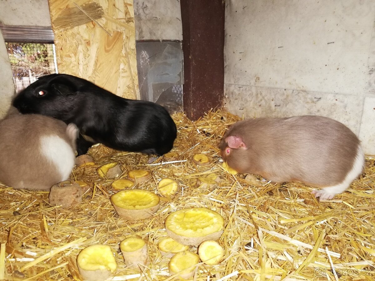Prodám Cuy morčata - 3