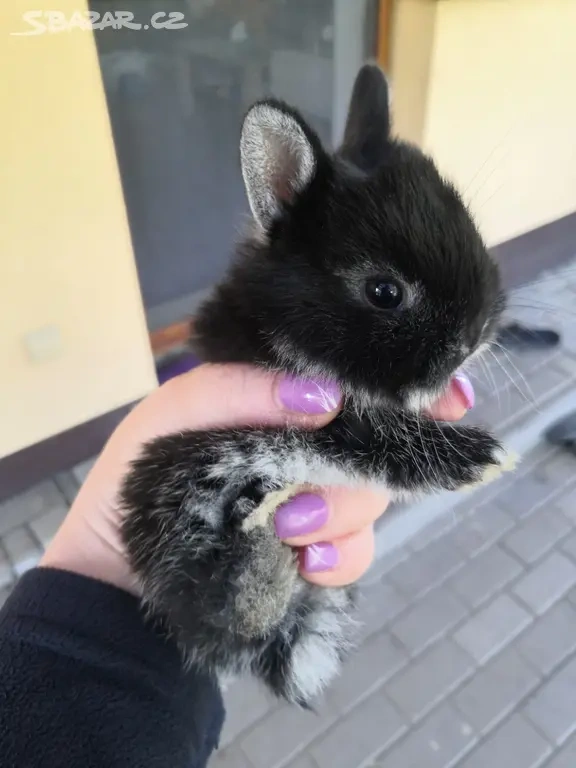 Zakrslý králík bilopesikatý černý - 3