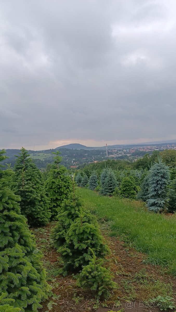 Vánoční stromky z Beskyd (vlastní produkce) - 3