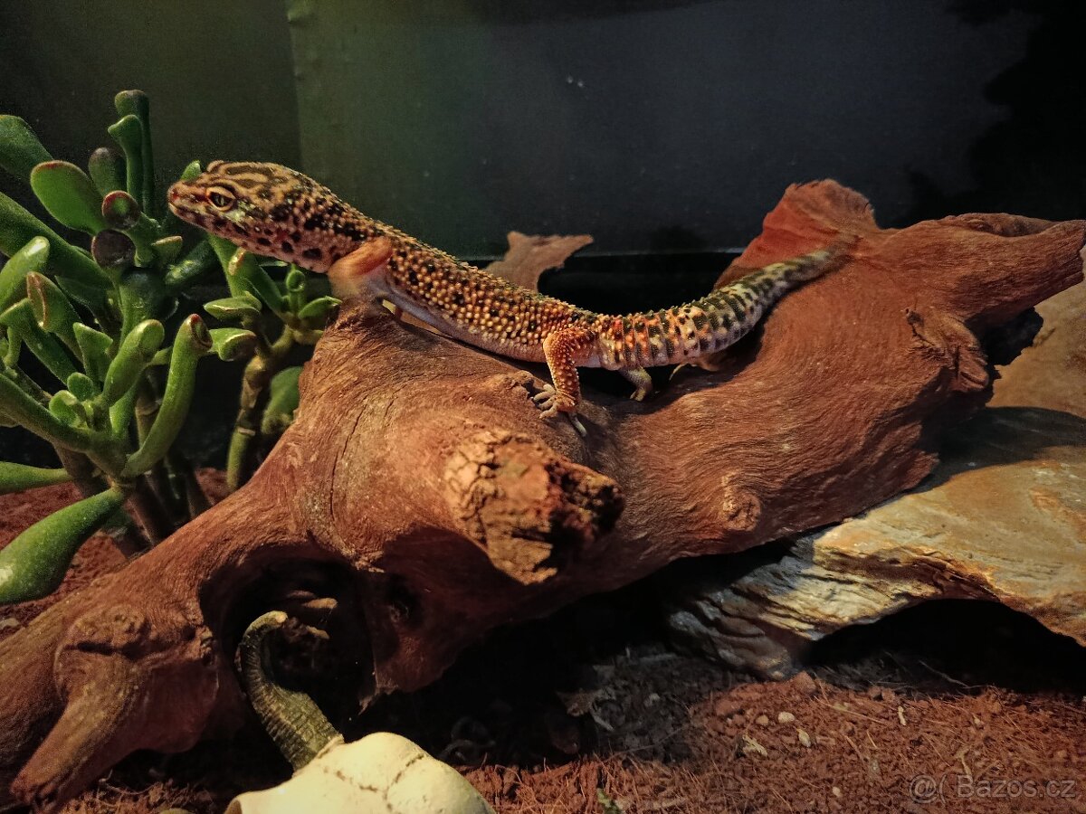 Gekončík noční - 3