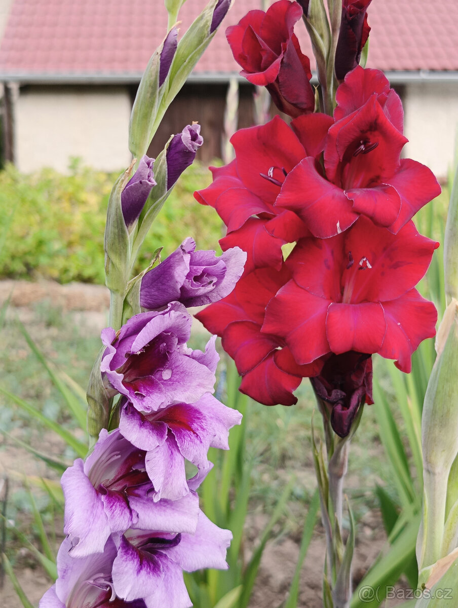 Cibule MEČÍKů - - - viz text a foto - 3