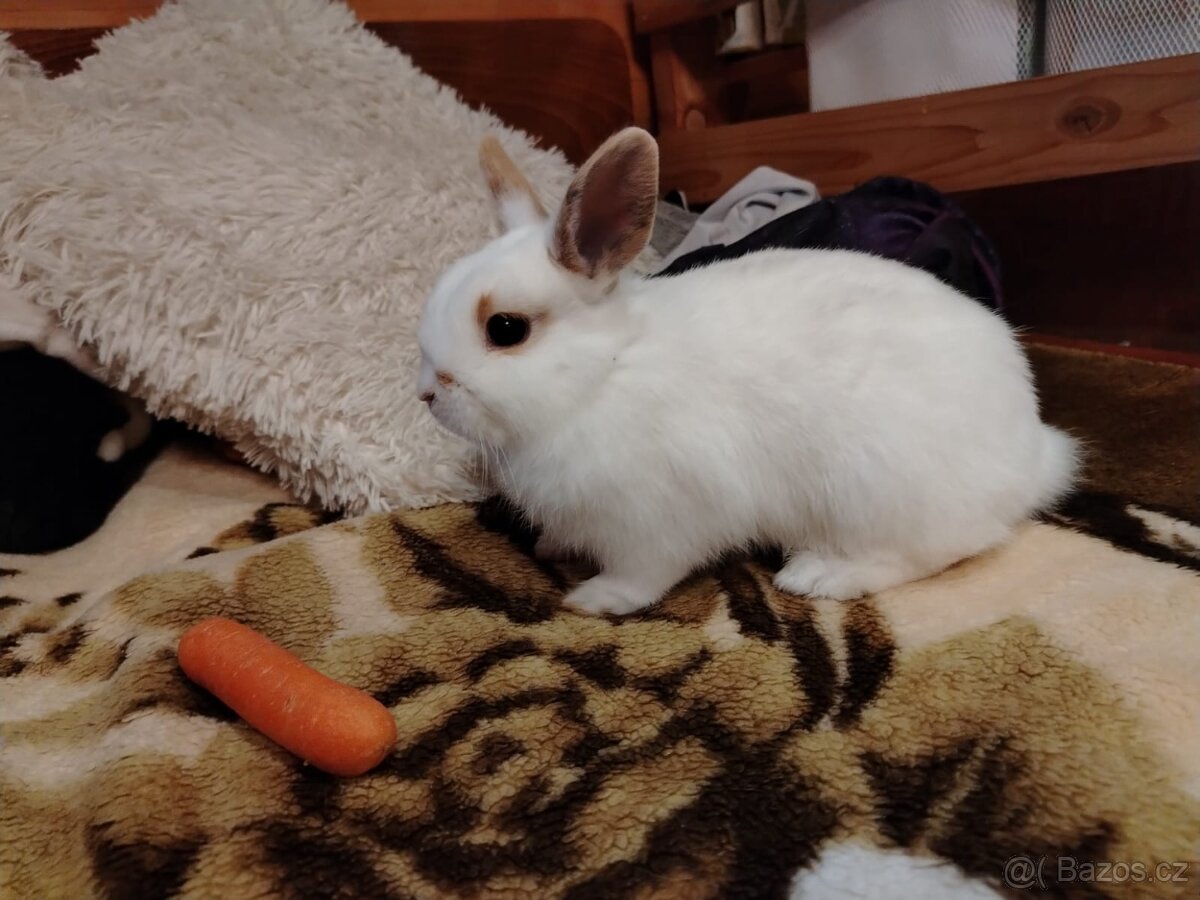 Zakrslý králík, králíček - 3