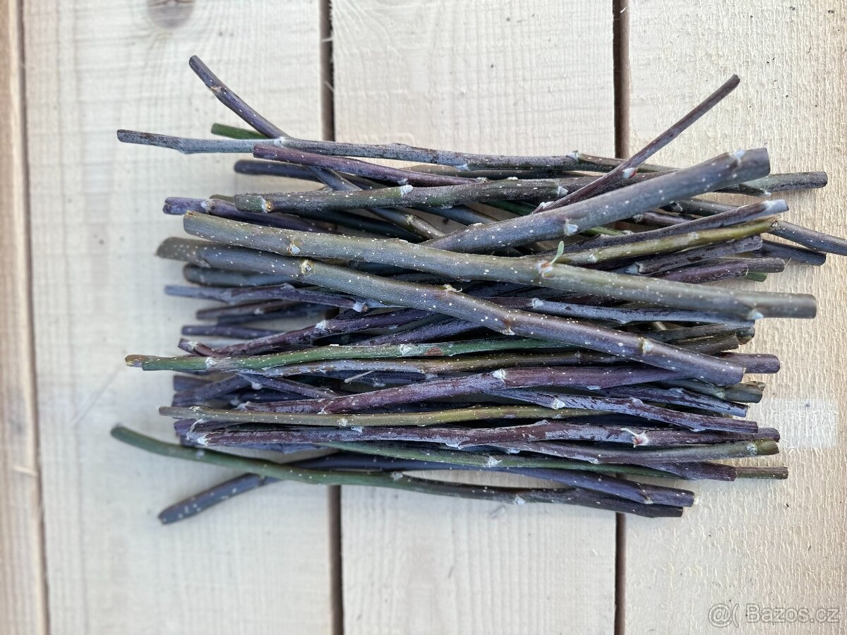 Nastříhané jednoleté větve jabloně - 3