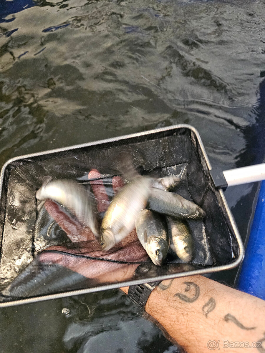 Násada pstruh Duchový - 3