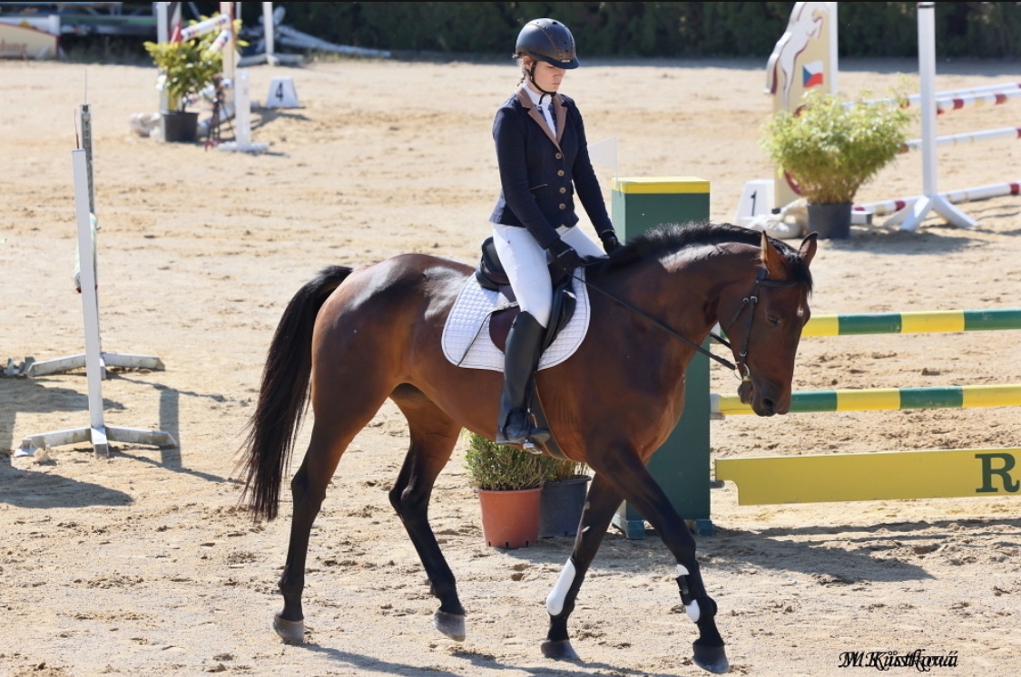 Prodám koně, hannoverskou klisnu - 3