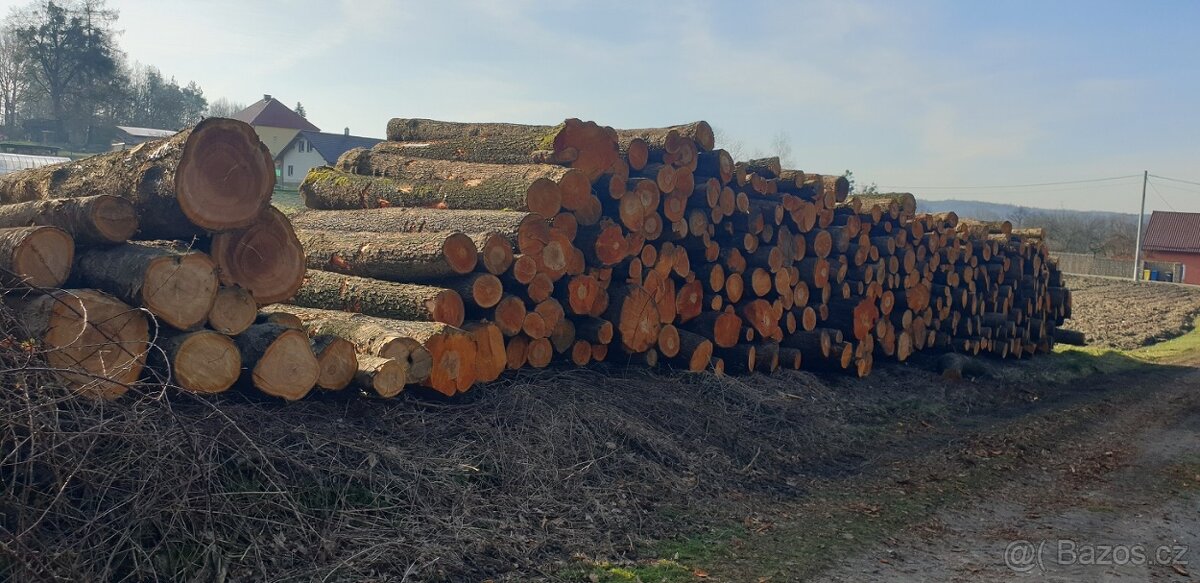 koupím olšovou kulatinu - 3
