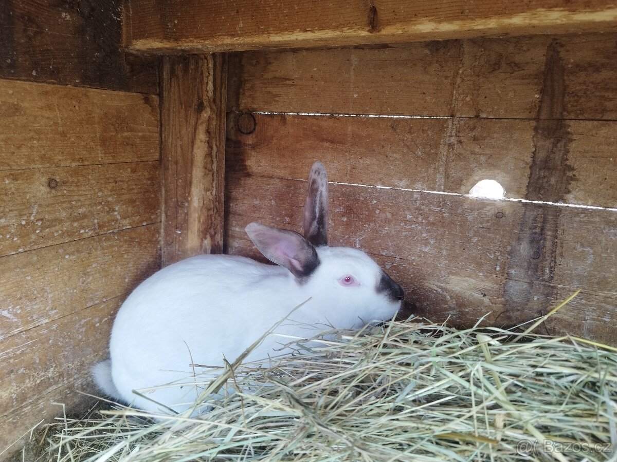 Prodám mladé králíky do chovu i na maso - 3