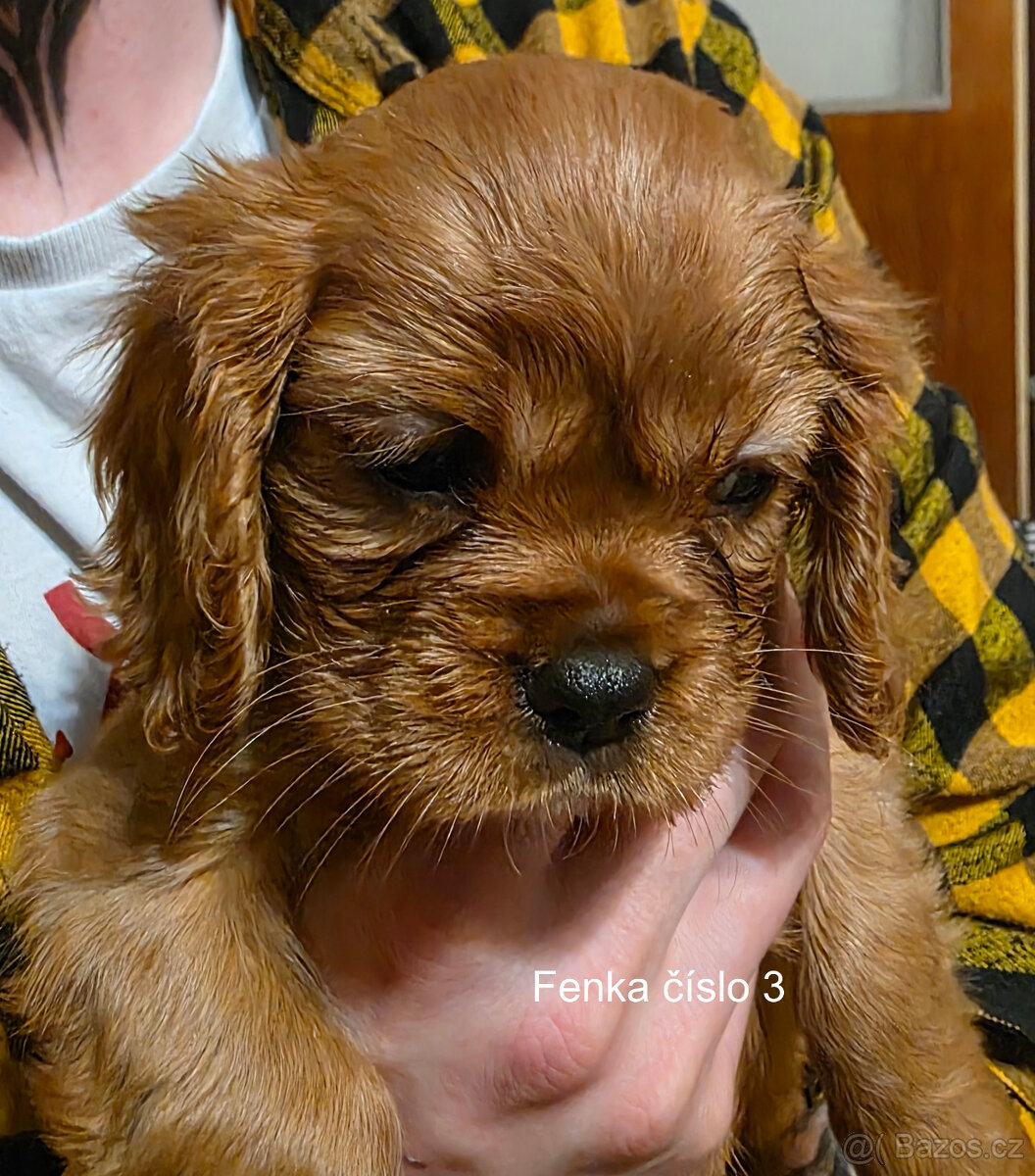 Prodej štěňat Kavalír king Charles španěl - 3