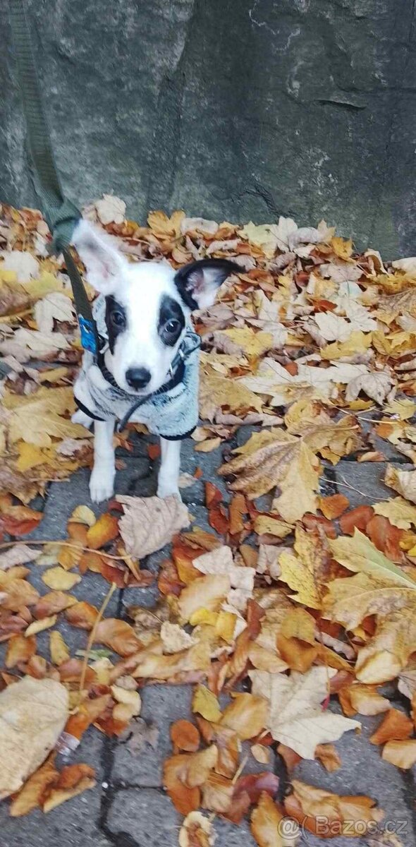 Prodám štěně - 3