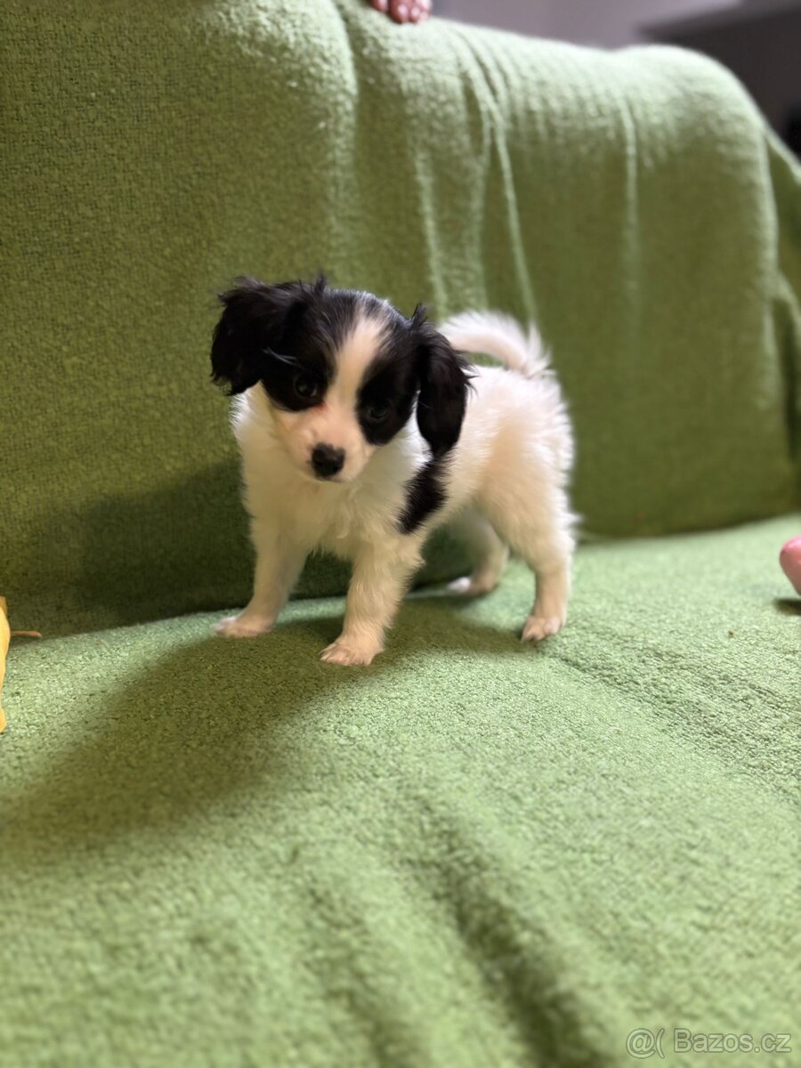 Štěňátko Phalene s PP - 3