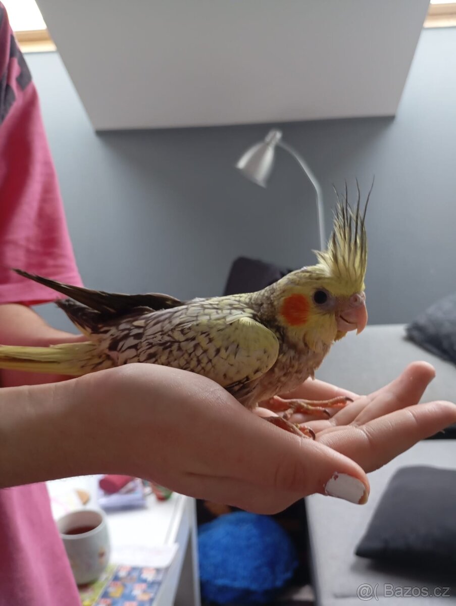 Ručně dokrmená korela - 3