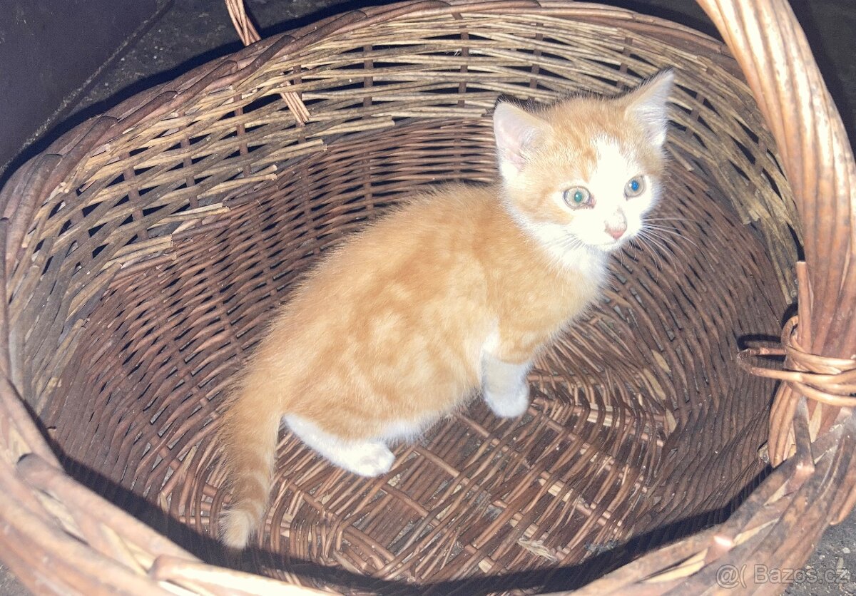 Daruji kocourky - 3
