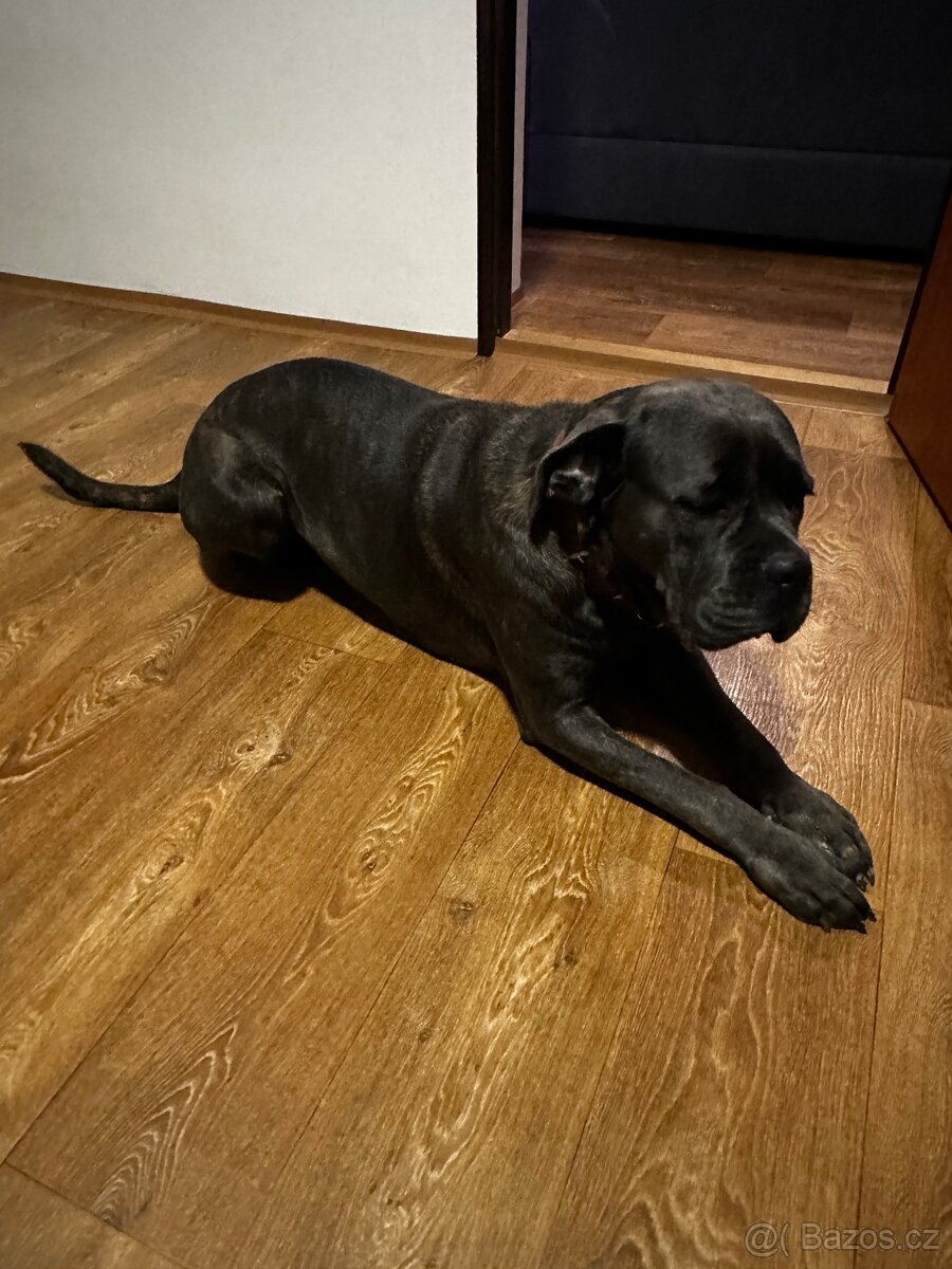 Cane Corso Zdarma - 3