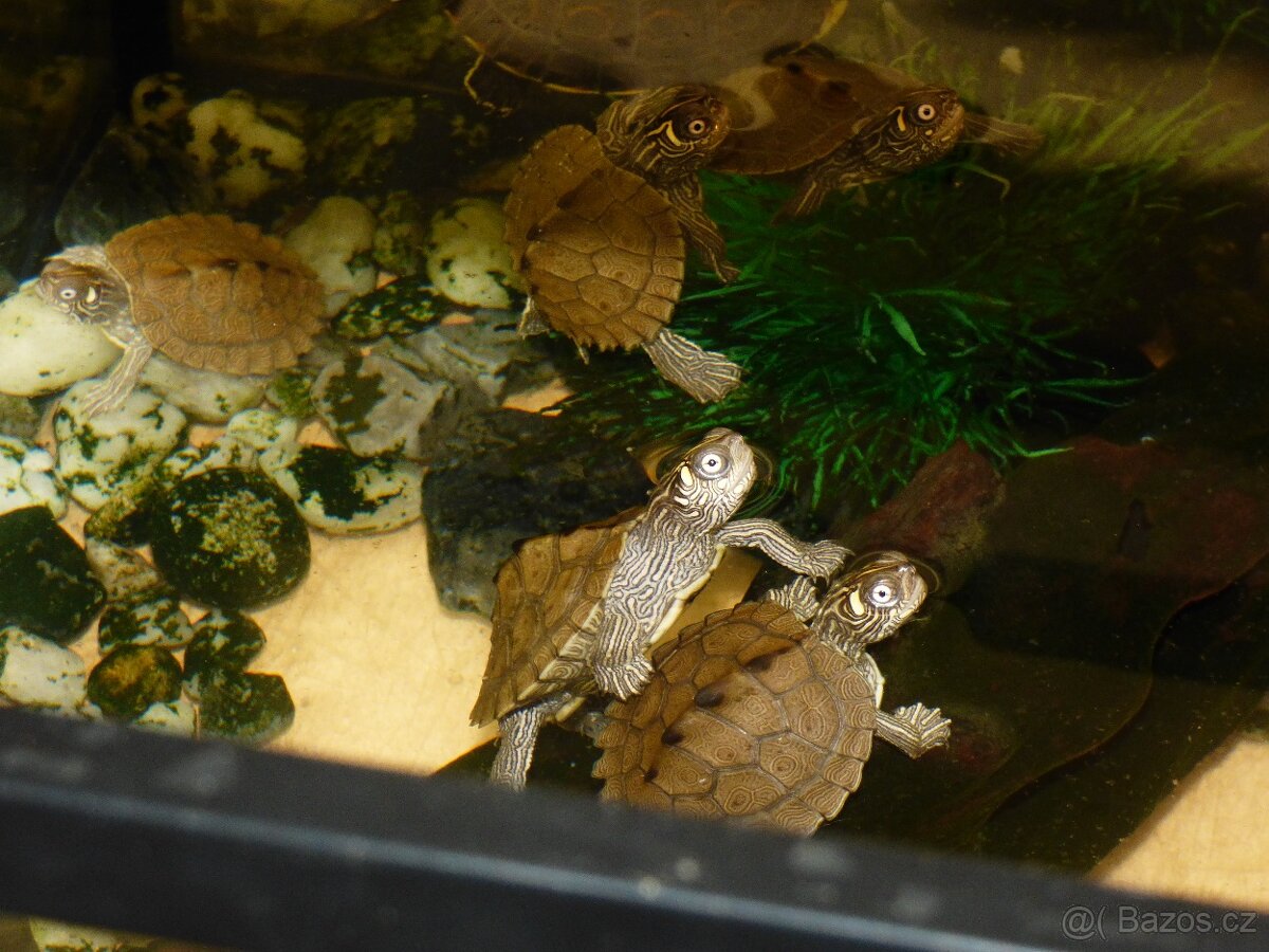 Želva mapová (Graptemys sp - 3