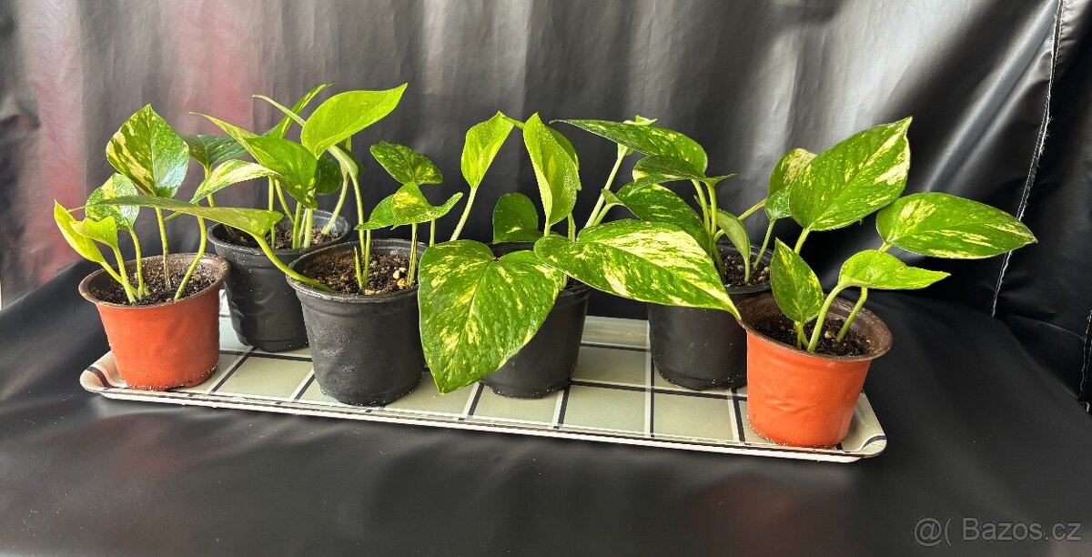 SLEVA⤵️ Zlatý Potos, Šplhavnice zlatá, Epipremnum aureum - 3