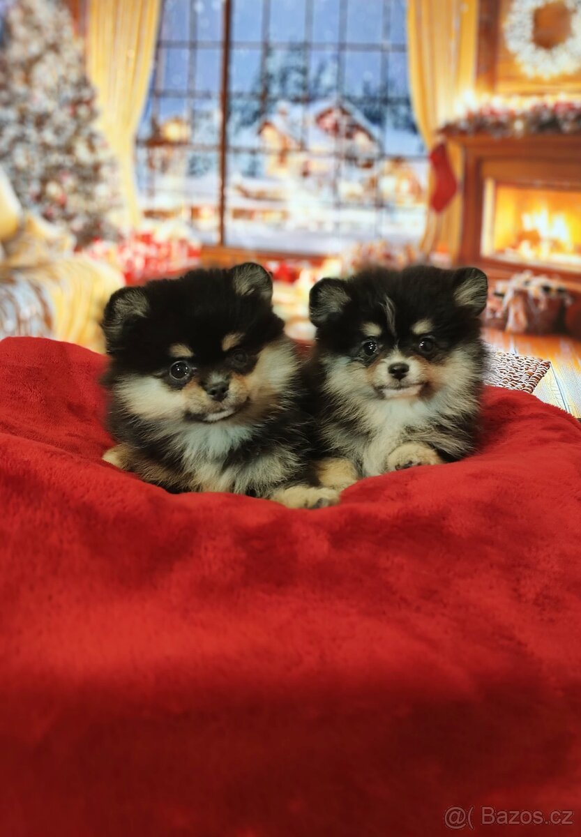 Pomeranian / Zwergspitz - 3