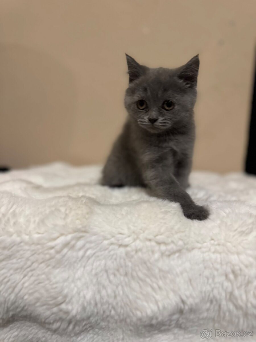 skotská klapouchá koťátka - 3