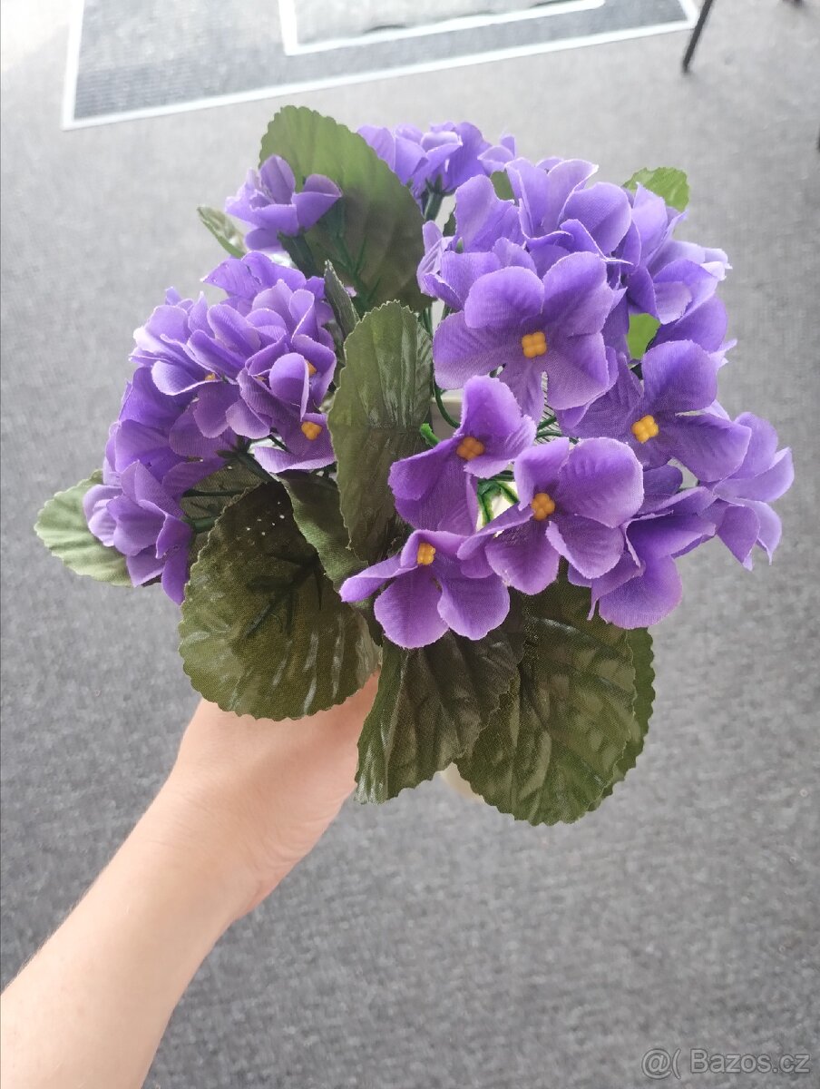 Petrklíč růžová bílá žlutá fialová akce 29Kč - 3