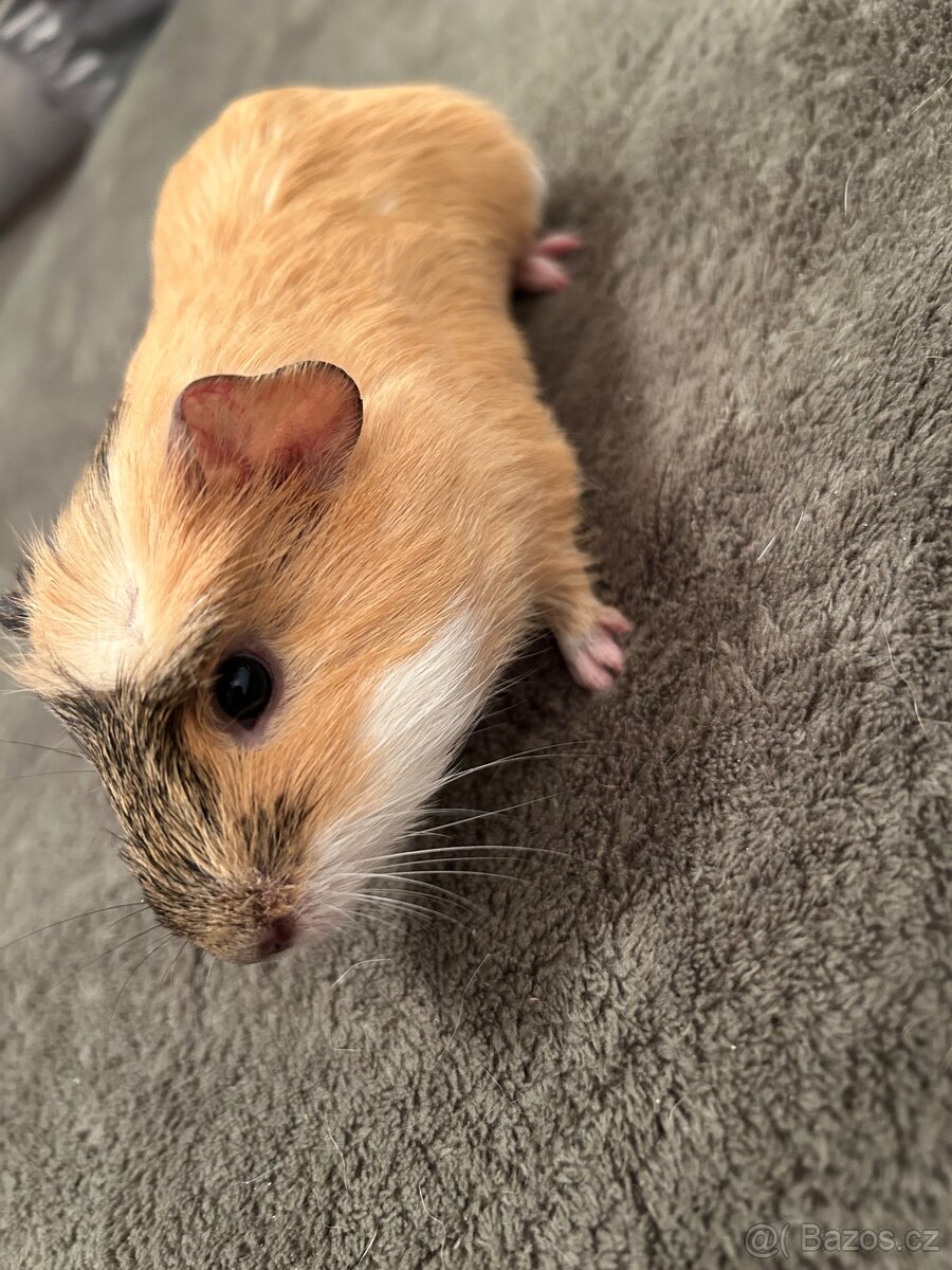 Morčátko - 3