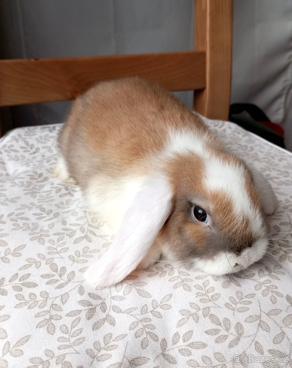 Zakrslý beránek králíček - 3