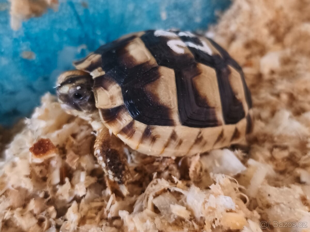 Želva suchozemská - zelenavá, vroubená - 3