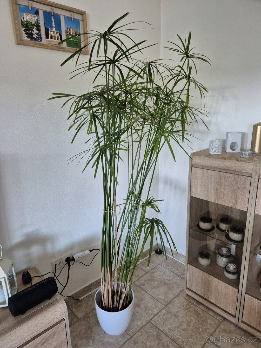 Šáchor papylus - 3