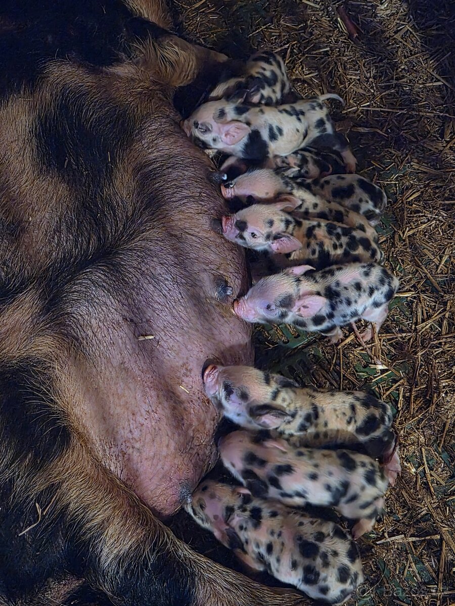 Kune Kune selátka na prodej - 3