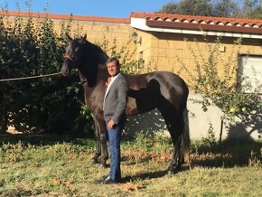 Prodej super klisny do sportu - 3