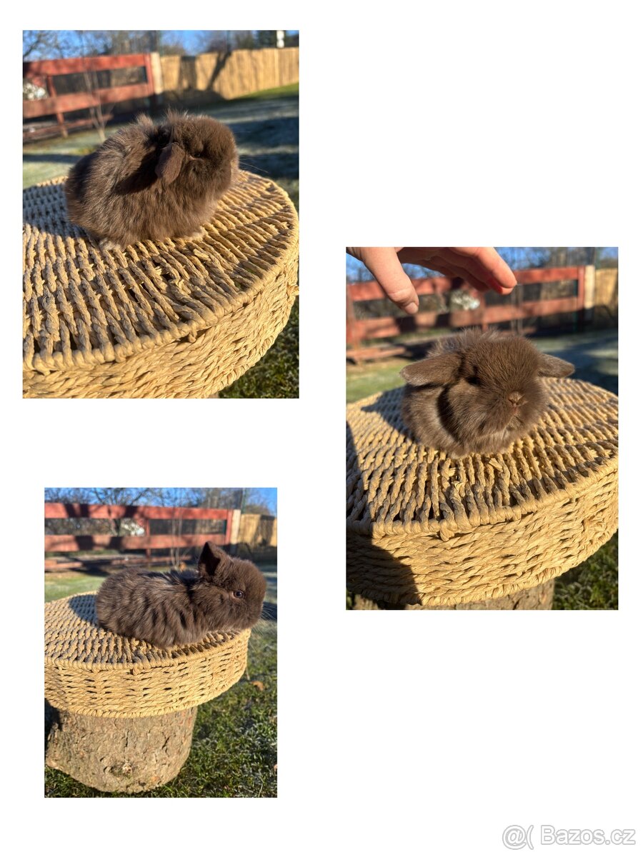 Zakrslý králík - mini lop - 3