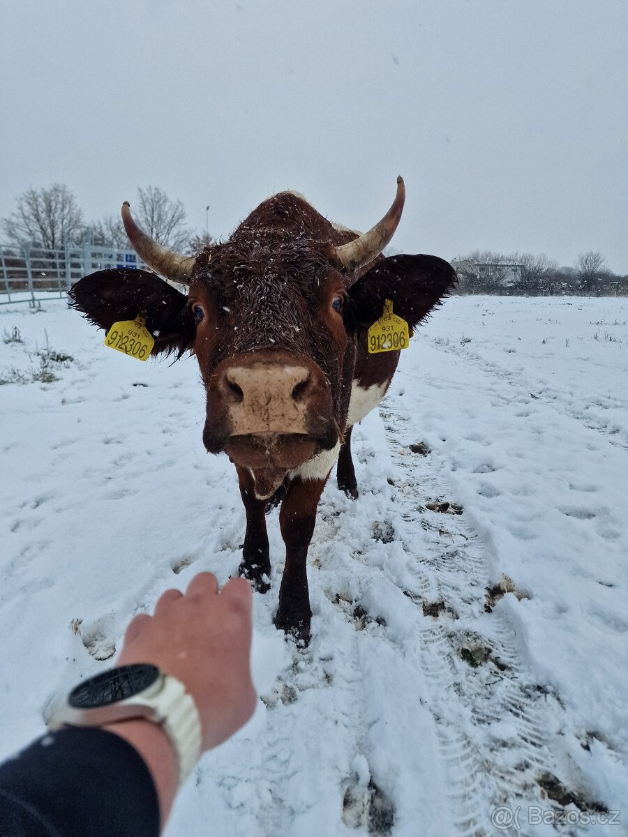 Prodáme březí krávy - 3