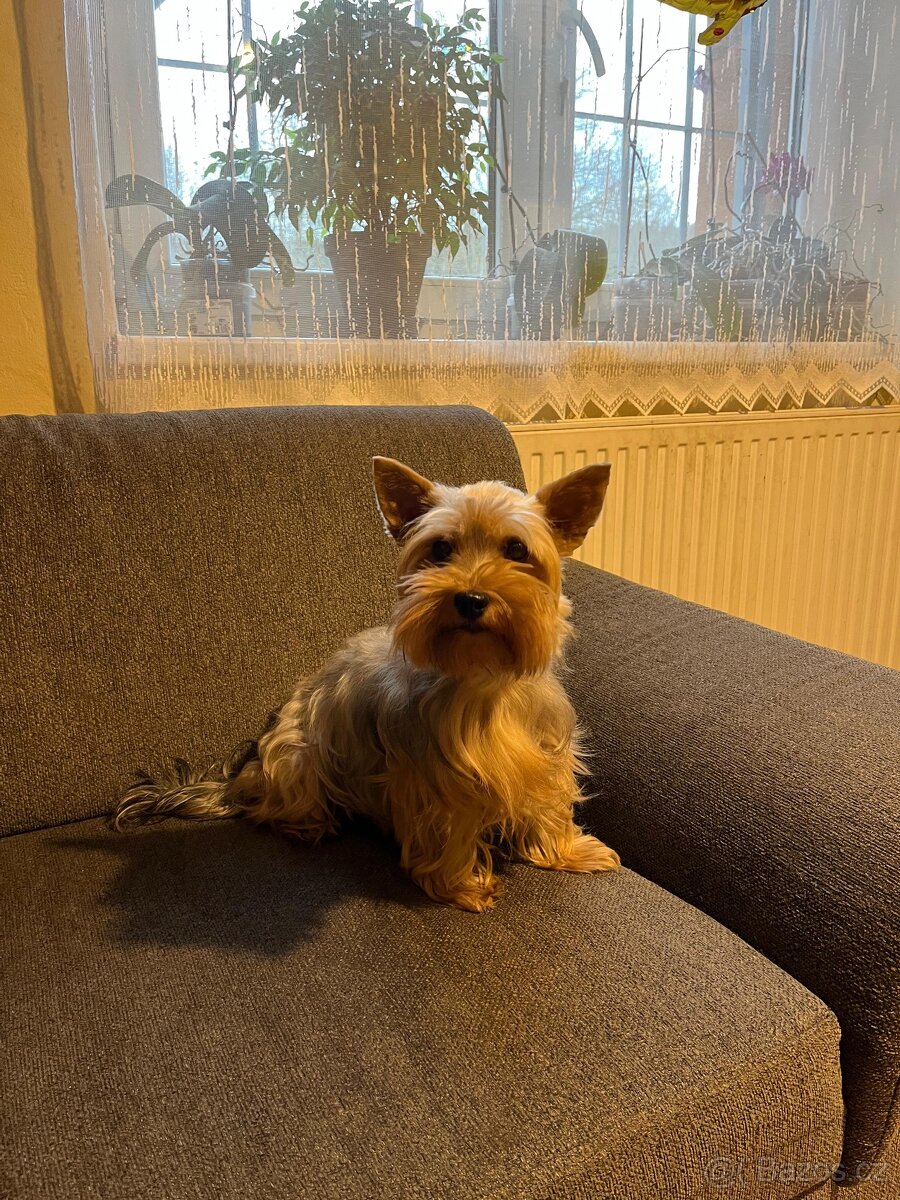 Jorkšírský teriér bez PP - 3