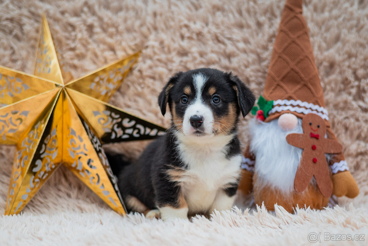 Welsh Corgi Cardigan s PP - holčička - 3