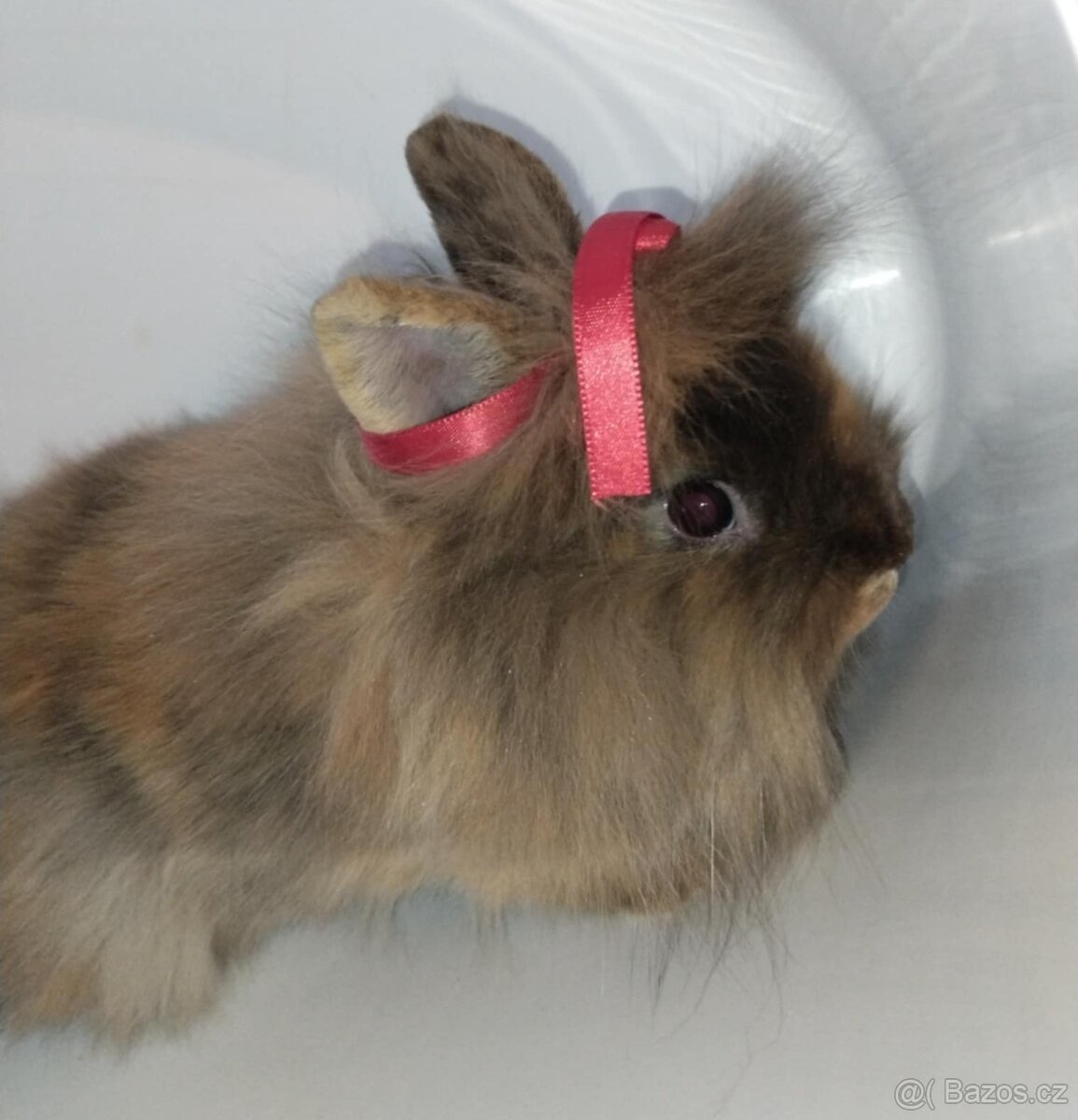 Zakrslý králíček bez PP samička Christie - 3