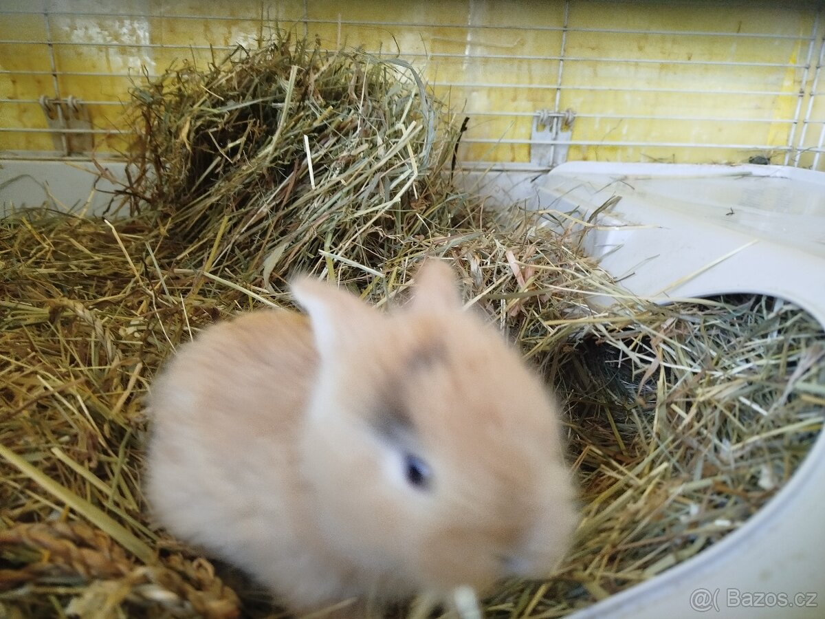 králíček Pirát - 3