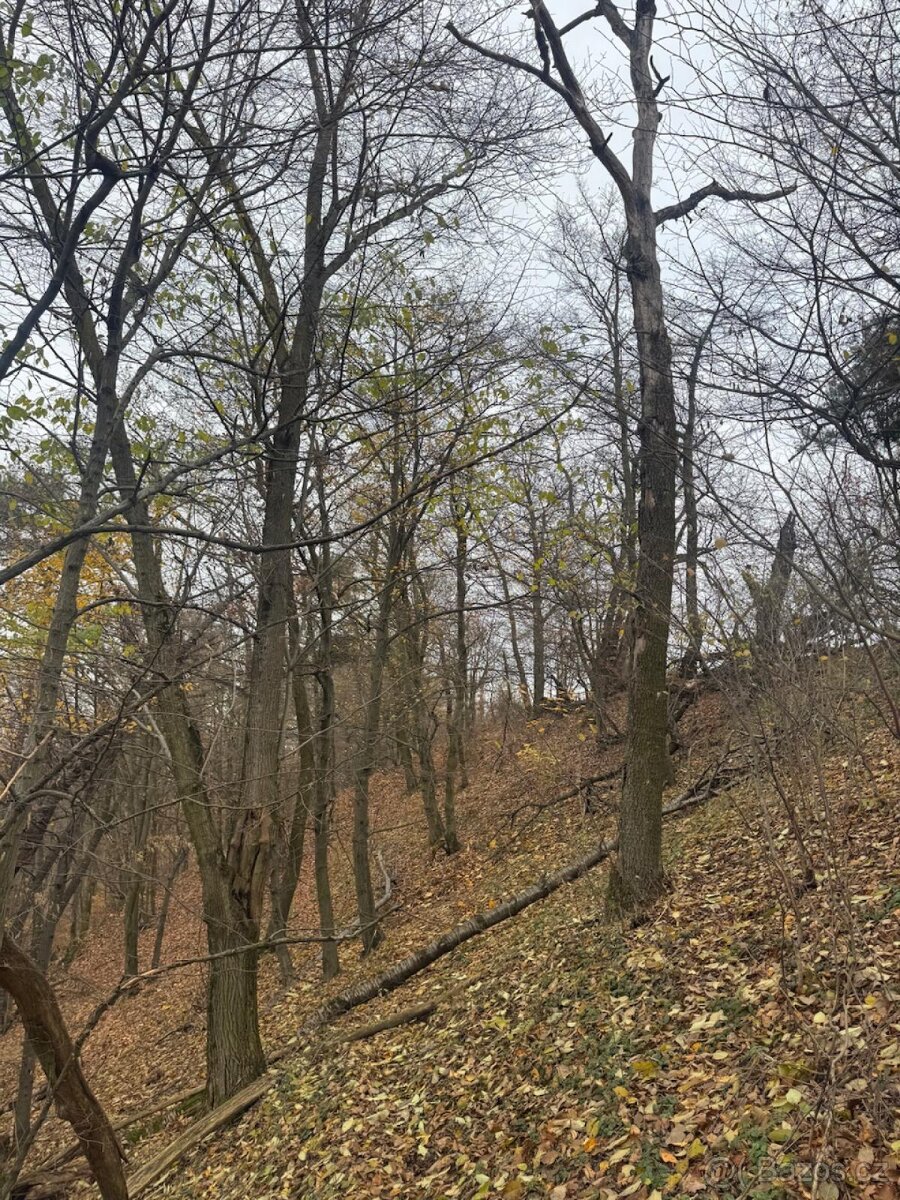 Prodej lesního pozemku v k.ú. Otinoves - 3