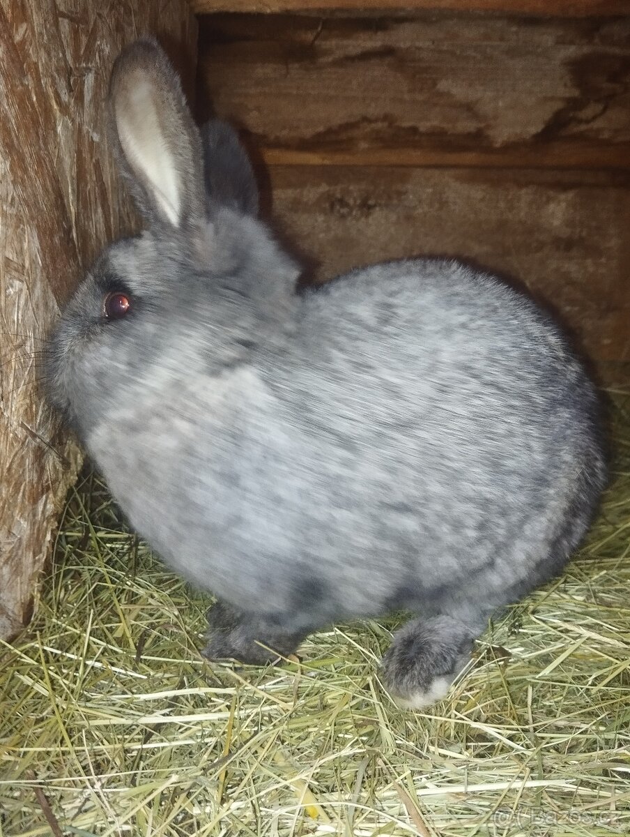 Samec od králíka - 3