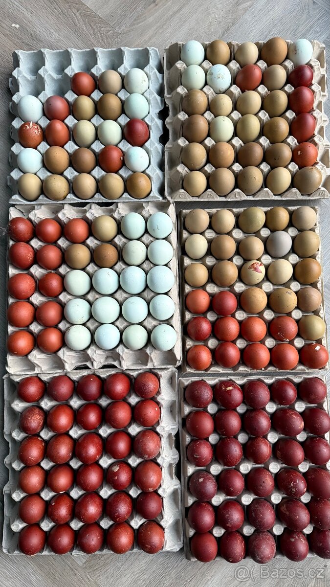 Kuřata na barevná vejce - 3