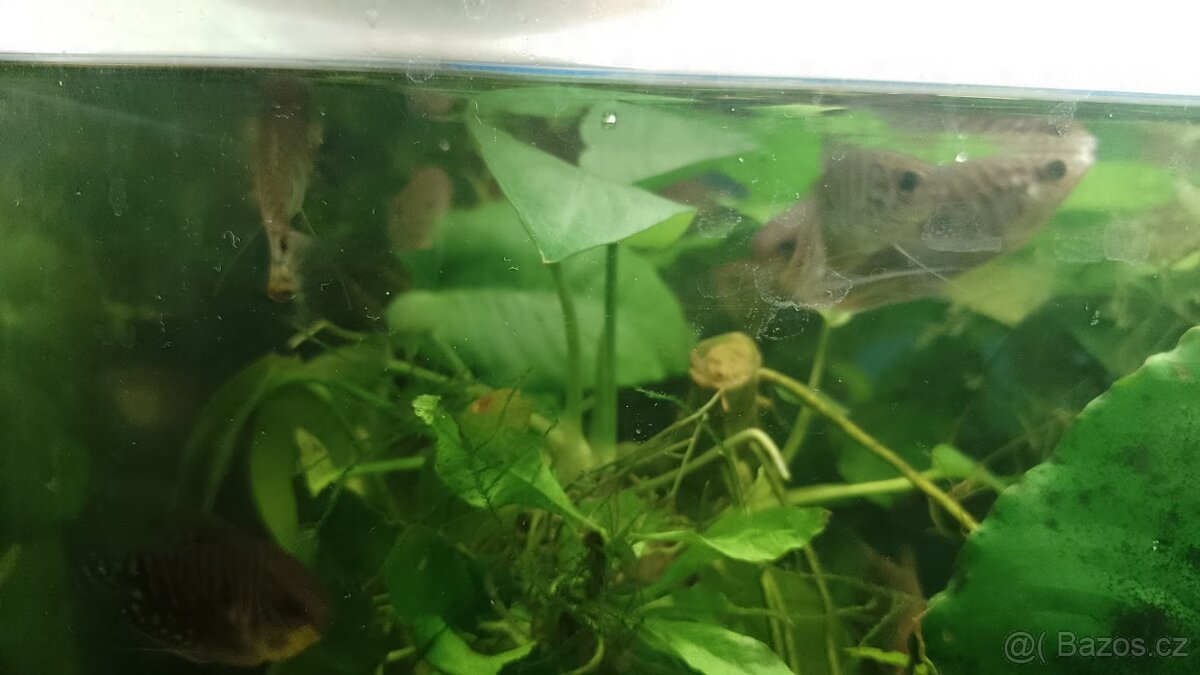 Čichavec modrý-Trichopodus trichopterus - 3