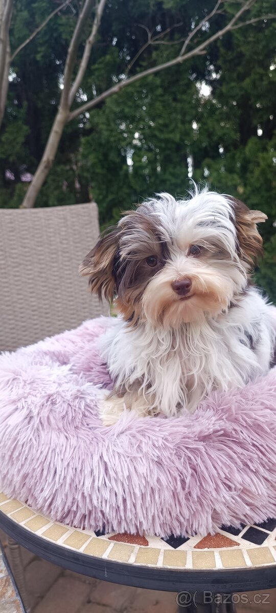 Jorkširský teriér s pp - 3