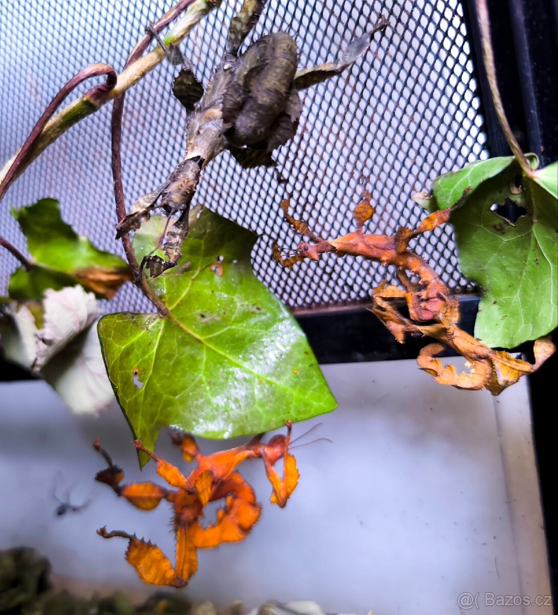 Strašilka australská - 3