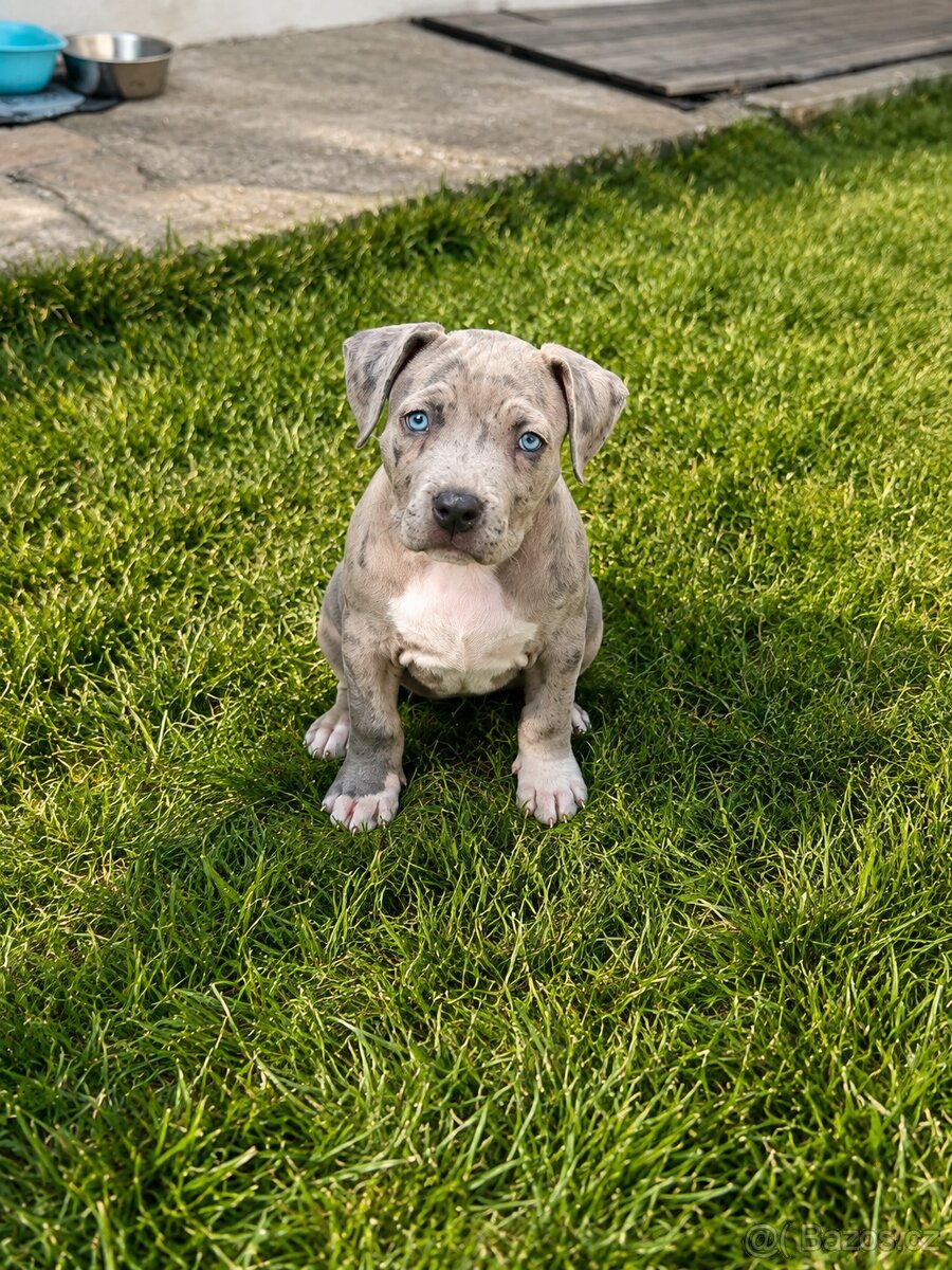 American Bully Xl - 3