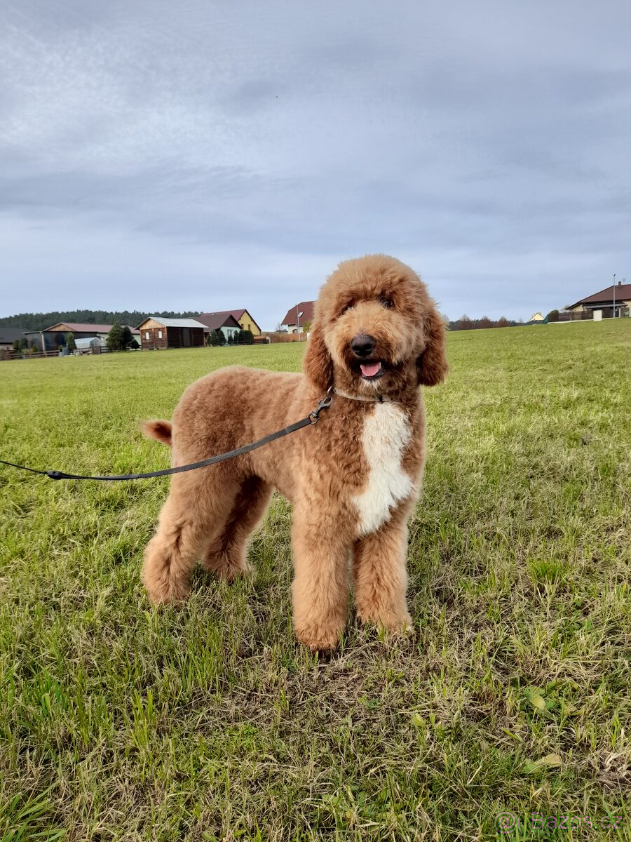 Pudl velký ( královský) štěňata bez pp - 3