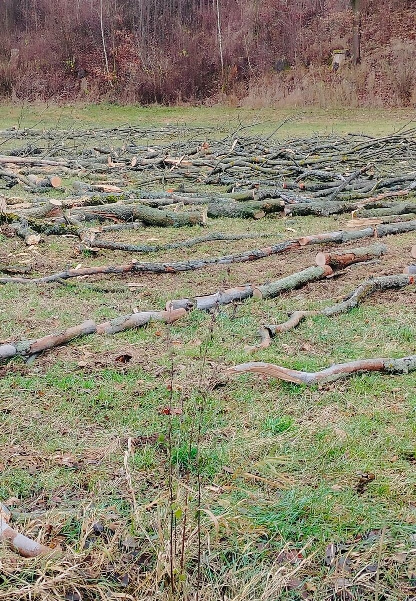 Palivové dřevo - 3