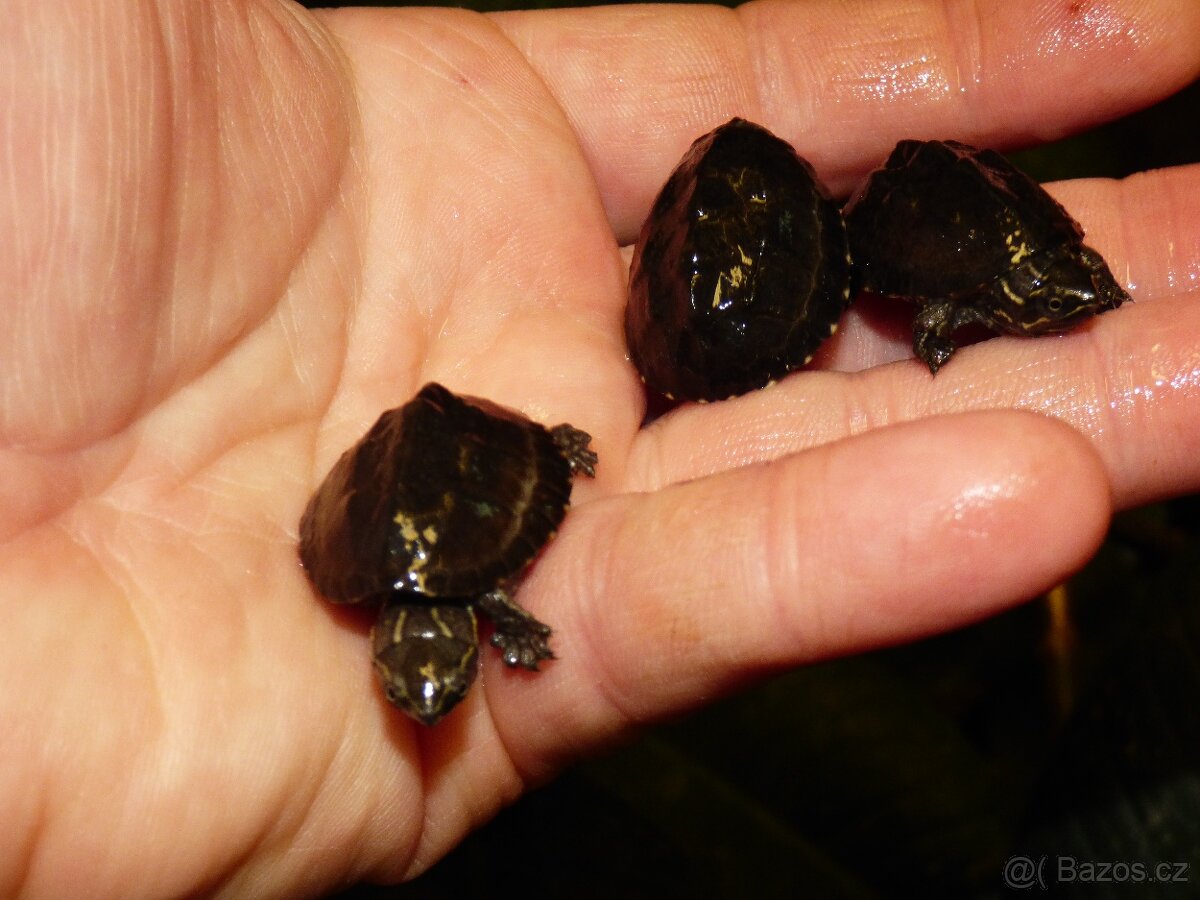 Klapavka obecná (Sternotherus odoratus) - 3