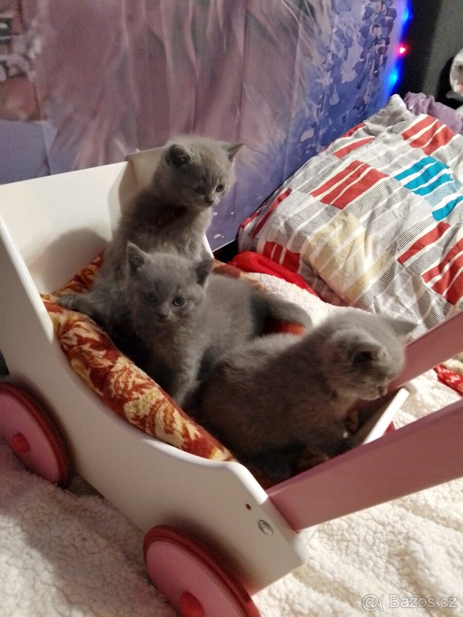 Britská koťátka - 3