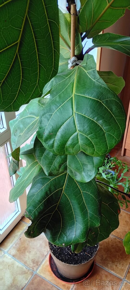 Ficus lyrata - cca 255 cm - 3