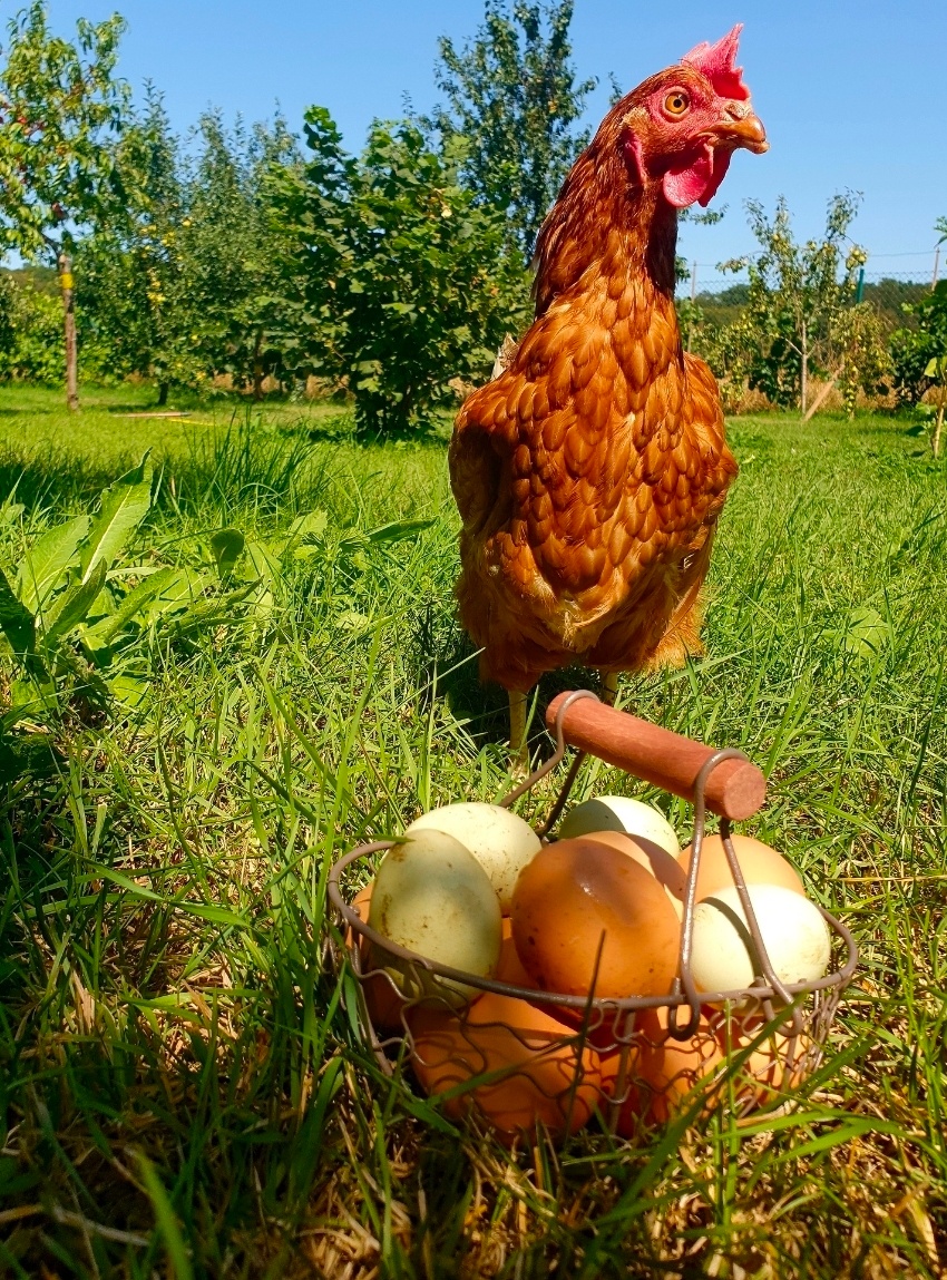 Domácí vajíčka - 3
