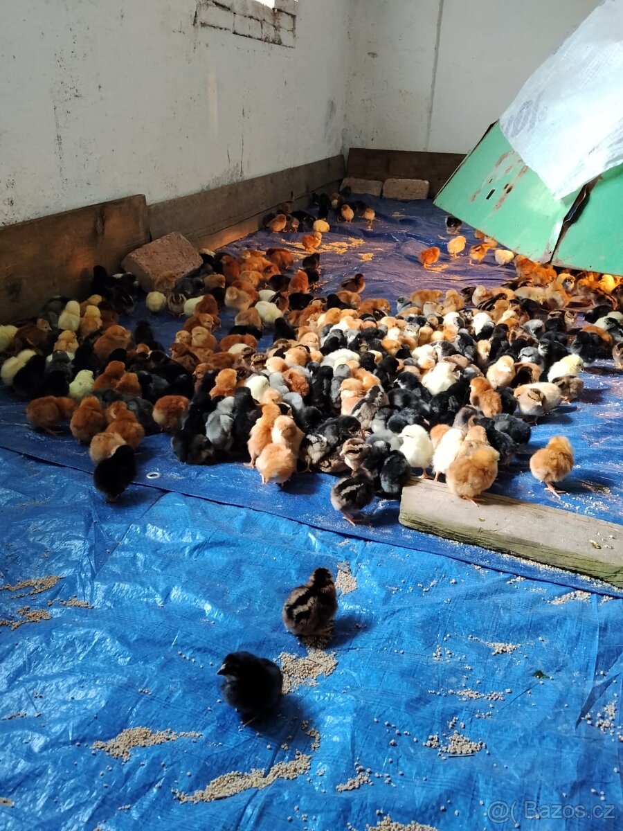 Nosnice 12 týdnů -objednávky - 3