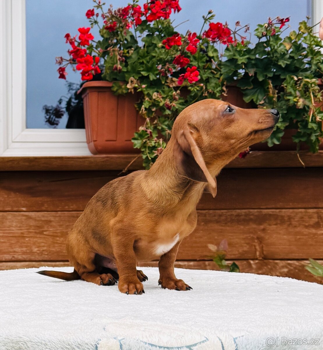 Jezevčík hladkosrstí trpasličí- králičí s pp - 3