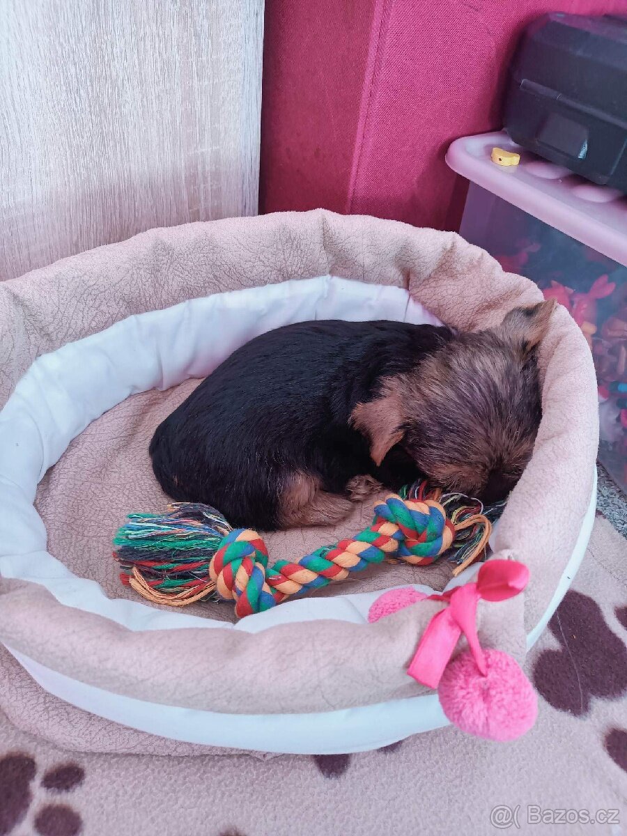 Pelíšek pro pejska - 3